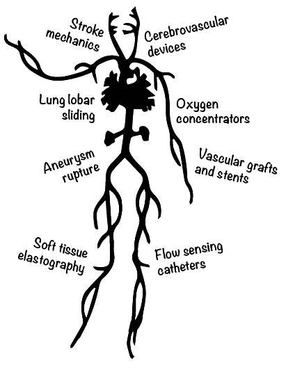 Vessels and airways